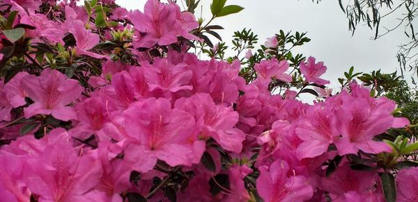 Azaleas en flor anuncian cercanía de la primavera - Estilo de vida - ABC Color