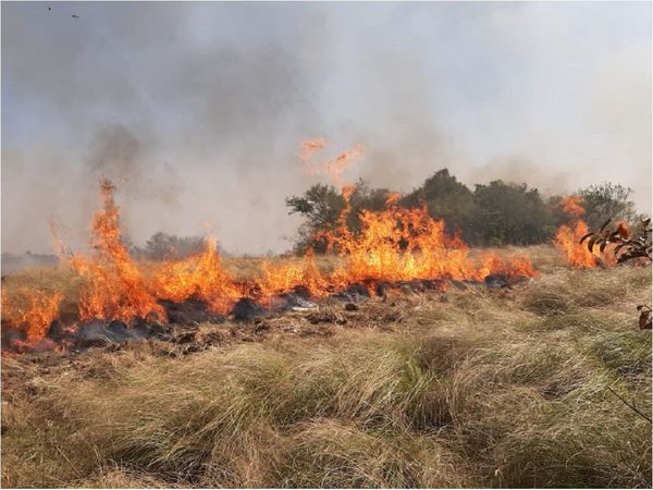 Quema de pastizal ocasiona daños a 300 hectáreas de una estancia