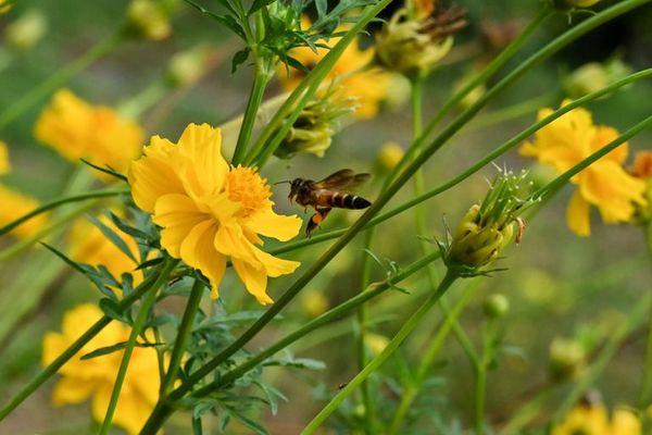 Contaminación del aire amenaza a abejas silvestres - Ciencia - ABC Color