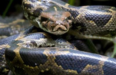 Mujer halla una pitón en su lavadora pero la confunde con una prenda con estampado de serpiente - C9N