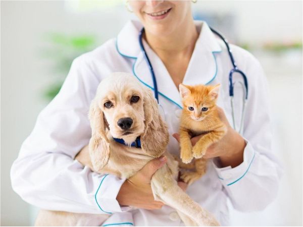 El amor hacia los animales como vocación