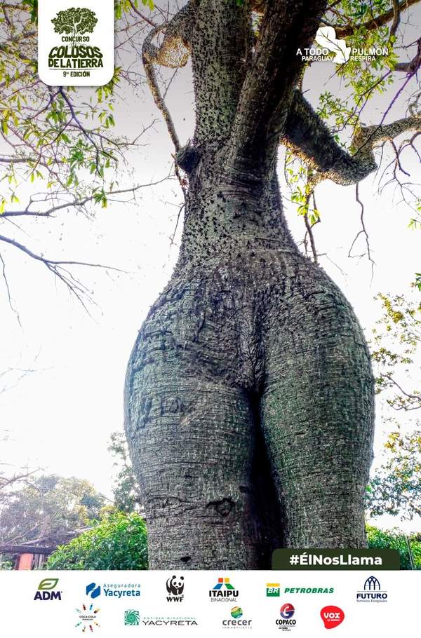 ÁRBOL OVETENSE EN "A TODO PULMÓN'