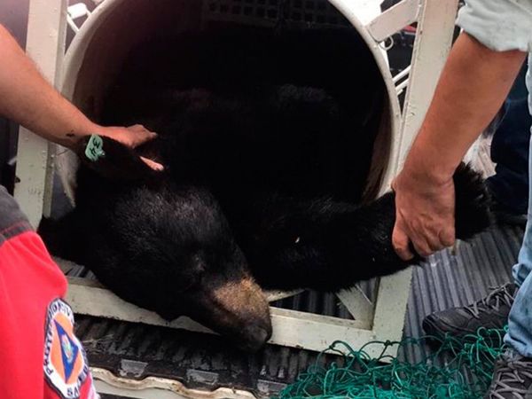 Autoridades ambientales investigan captura y castración de oso negro