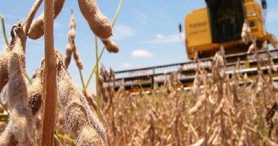 Sequía afecta al trigo y a la siembra sojera