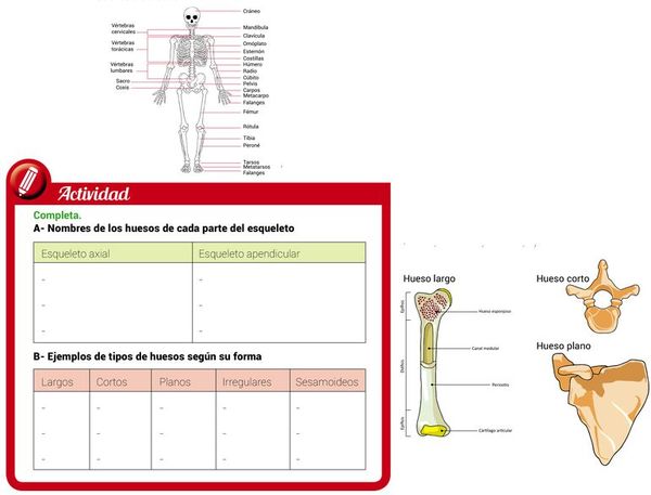 Aparato locomotor del hombre y los animales - Escolar - ABC Color