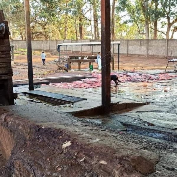 Clausuran matadero municipal del Pedro Juan por grave Delito Ambiental