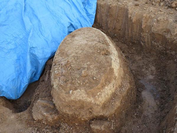 Restos fósiles hallados en el Chaco forman parte del patrimonio cultural del país