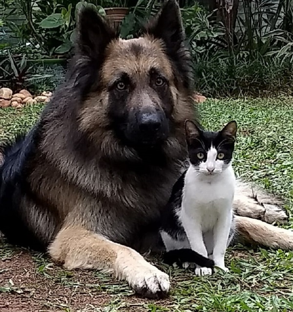 Programa de Control de zoonosis atiende 3.000 mascotas al año » Ñanduti