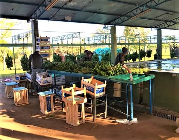 Partió a Argentina la quinta carga de bananas de productores de Tembiapora