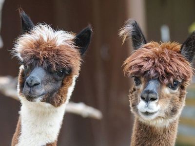 En Baviera usan alpacas en tratamientos a delincuentes con problemas mentales