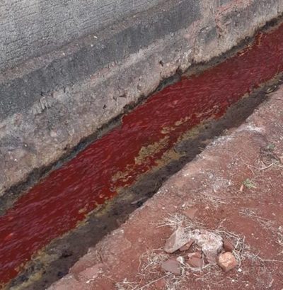 Dos imputados tras intervención por presunto daño ambiental en matadería municipal de PJC » Ñanduti