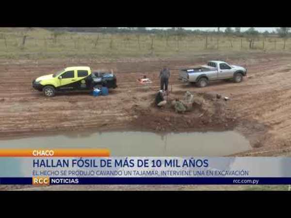 HALLAN FÓSIL DE MÁS DE 10 MIL AÑOS EN COLONIA MENONITA DEL CHACO