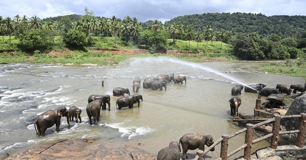 En Sri Lanka, el confinamiento ofrece un respiro a elefantes amenazados