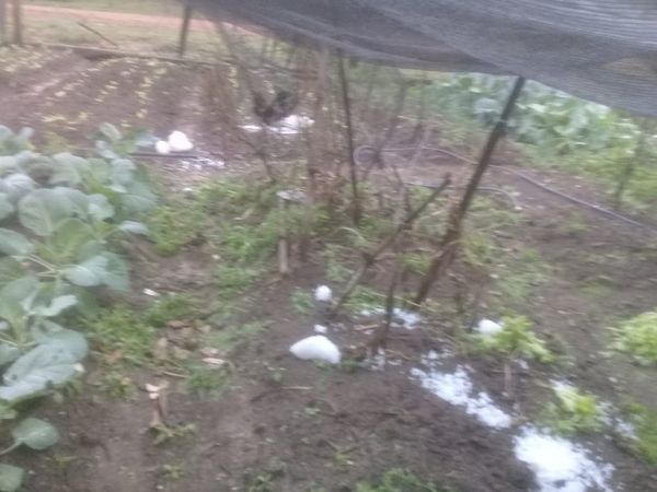 Granizada afecta a productores hortícolas de San Ignacio