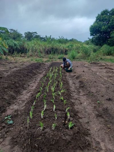 Proyectos productivos de Misiones serán financiados a través de Yacyretá - Nacionales - ABC Color