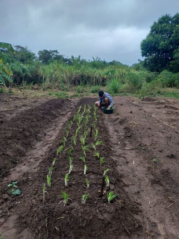 Proyectos productivos de Misiones serán financiados a través de Yacyretá - Nacionales - ABC Color