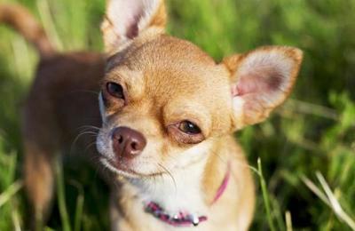 Hombre de 86 años sufre un derrame cerebral y se salva gracias a la ayuda de su perro chihuahua - SNT
