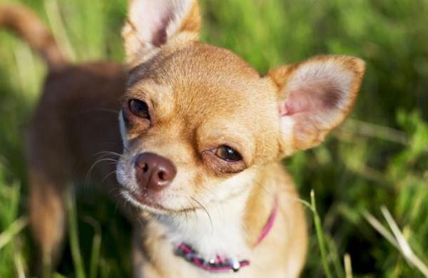 Hombre de 86 años sufre un derrame cerebral y se salva gracias a la ayuda de su perro chihuahua - SNT