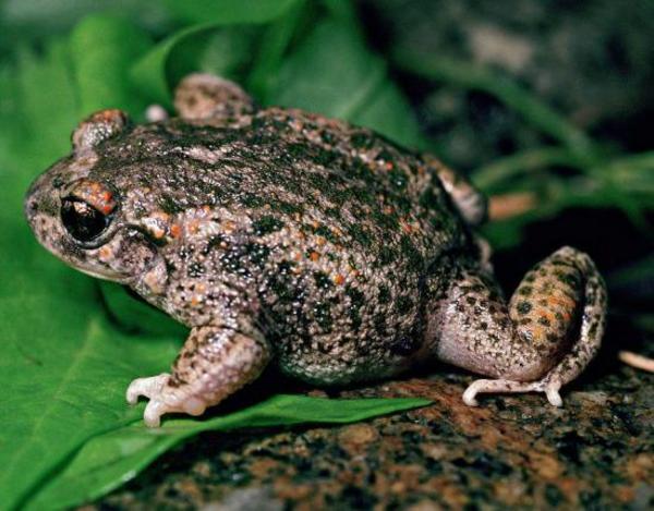 En Brasil descubren una especie de sapo que es fiel... a sus dos "esposas" » Ñanduti