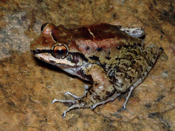 Una especie de rana brasileña vive en un harén de tres y todos son fieles