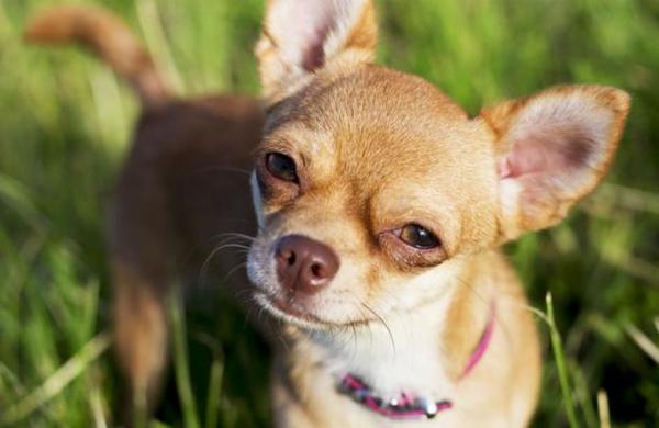 Hombre de 86 años sufre un derrame cerebral y se salva gracias a la ayuda de su perro chihuahua - C9N