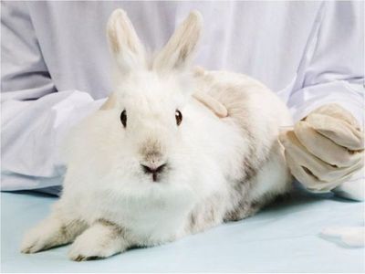 Colombia prohíbe las pruebas de productos cosméticos en animales