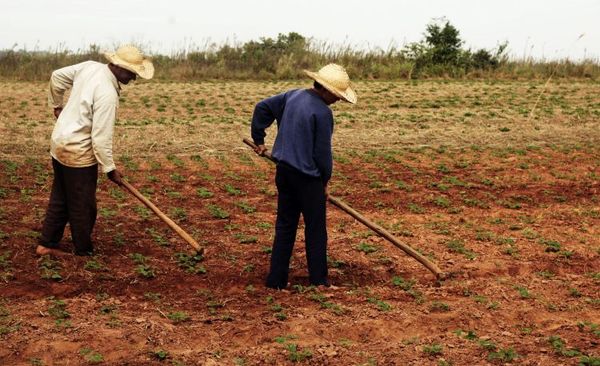La agricultura campesina perdió 166.347 ha. en los últimos años