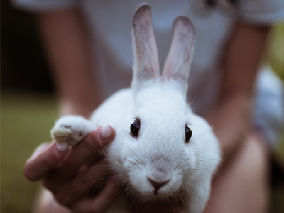 Colombia prohíbe las pruebas de productos cosméticos en animales » Ñanduti