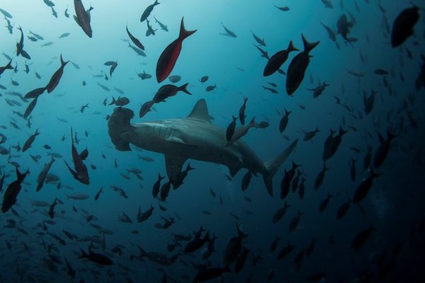 Ecuador sugiere crear una legislación mundial para cuidar los océanos » Ñanduti