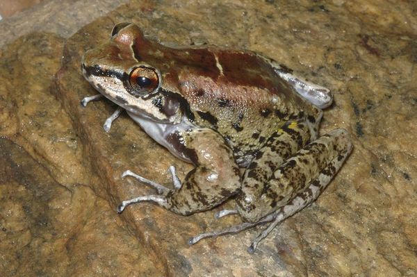Una especie de rana brasileña vive en un harén de tres y todos son fieles - Ciencia - ABC Color