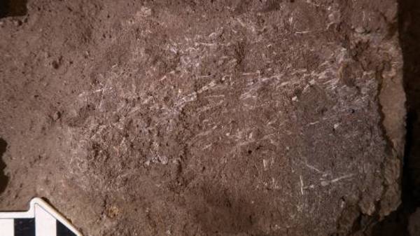 Los humanos usaban lechos de hierba y ceniza hace 200.000 años » Ñanduti