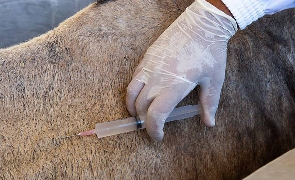 HOY / Brasil patenta un suero equino para el tratamiento del COVID-19