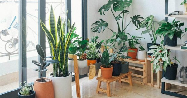 Plantas para armar un hermoso jardín en tu hogar