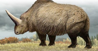El cambio climático mató a los rinocerontes lanudos, dice un estudio