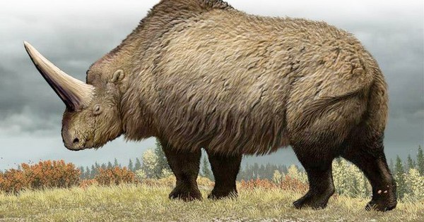 El cambio climático mató a los rinocerontes lanudos, dice un estudio