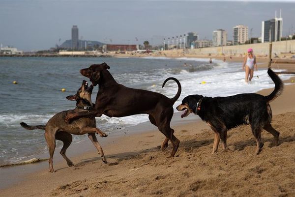 Una playa para perros en Barcelona - Mascotas - ABC Color