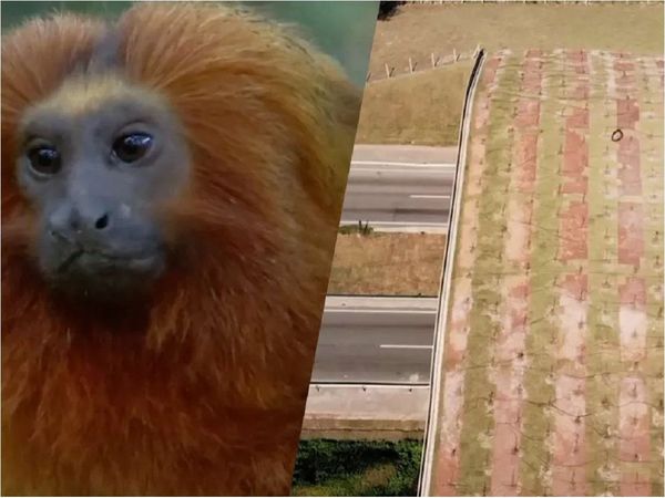 Brasil levanta puente para preservar futuro de su mono más emblemático