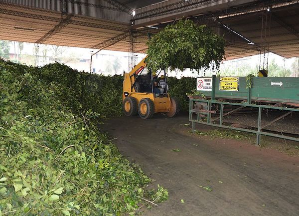 MIC y Misión Técnica de Taiwán se enfocan en fortalecer produccción de yerba mate