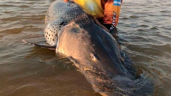Pescaron un surubí de 70 kilos, lo marcaron y devolvieron al río Paraná - Digital Misiones