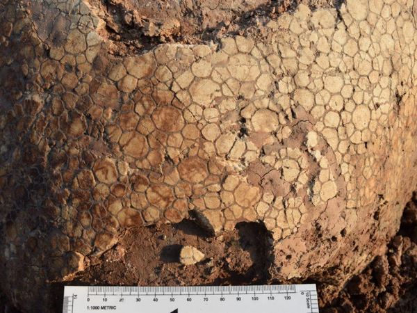 Presidente Hayes: Hallan fósil de armadillo gigante de 10.000 años