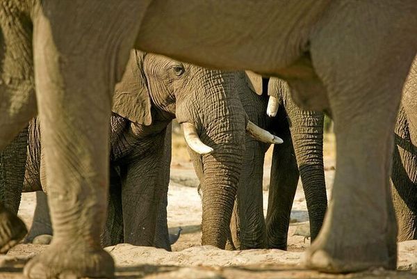 Pandemia provoca un 'baby boom' de elefantes en Kenia: 140 nuevas crías desde que llegó el Covid