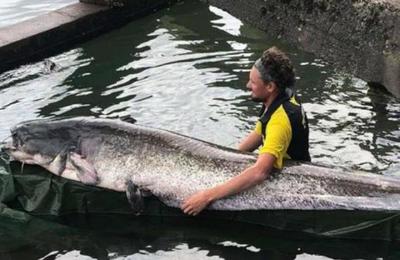 Joven pesca un impresionante pez de 90 kilos que mide más de 2,4 metros - SNT