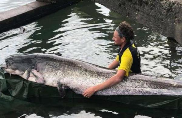Joven pesca un impresionante pez de 90 kilos que mide más de 2,4 metros - SNT