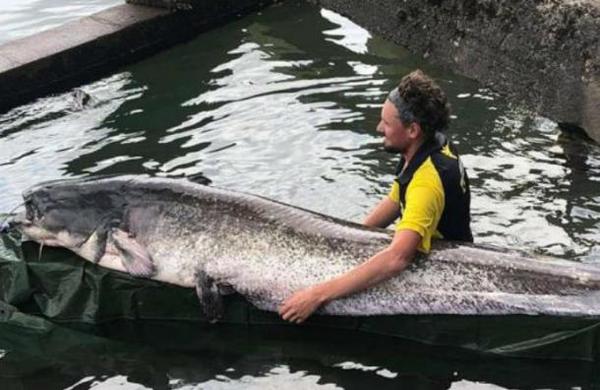 Joven pesca un impresionante pez de 90 kilos que mide más de 2,4 metros - C9N