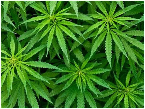 Senad analiza posible exportación de marihuana para uso recreativo