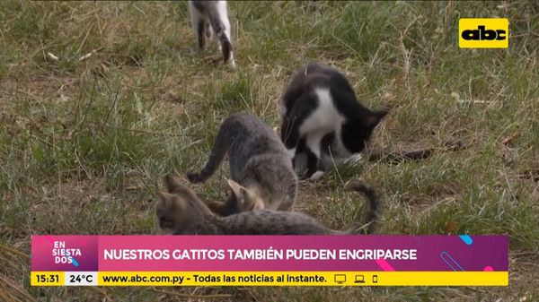 Nuestros gatitos también pueden engriparse - Ensiestados - ABC Color