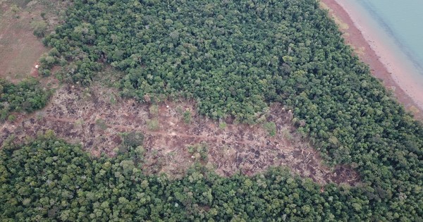 Ambientalistas rechazan pedido de Friedmann de cambiar Ley Forestal