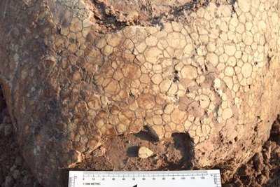 Se encontró un tatú gigante de unos 100 siglos | Crónica