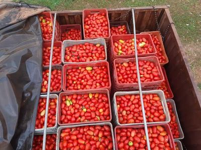 Cae en Concepción cargamento de supuesto contrabando de tomates  - Nacionales - ABC Color