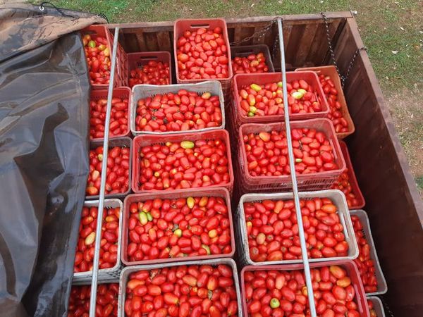 Cae en Concepción cargamento de supuesto contrabando de tomates - Nacionales - ABC Color